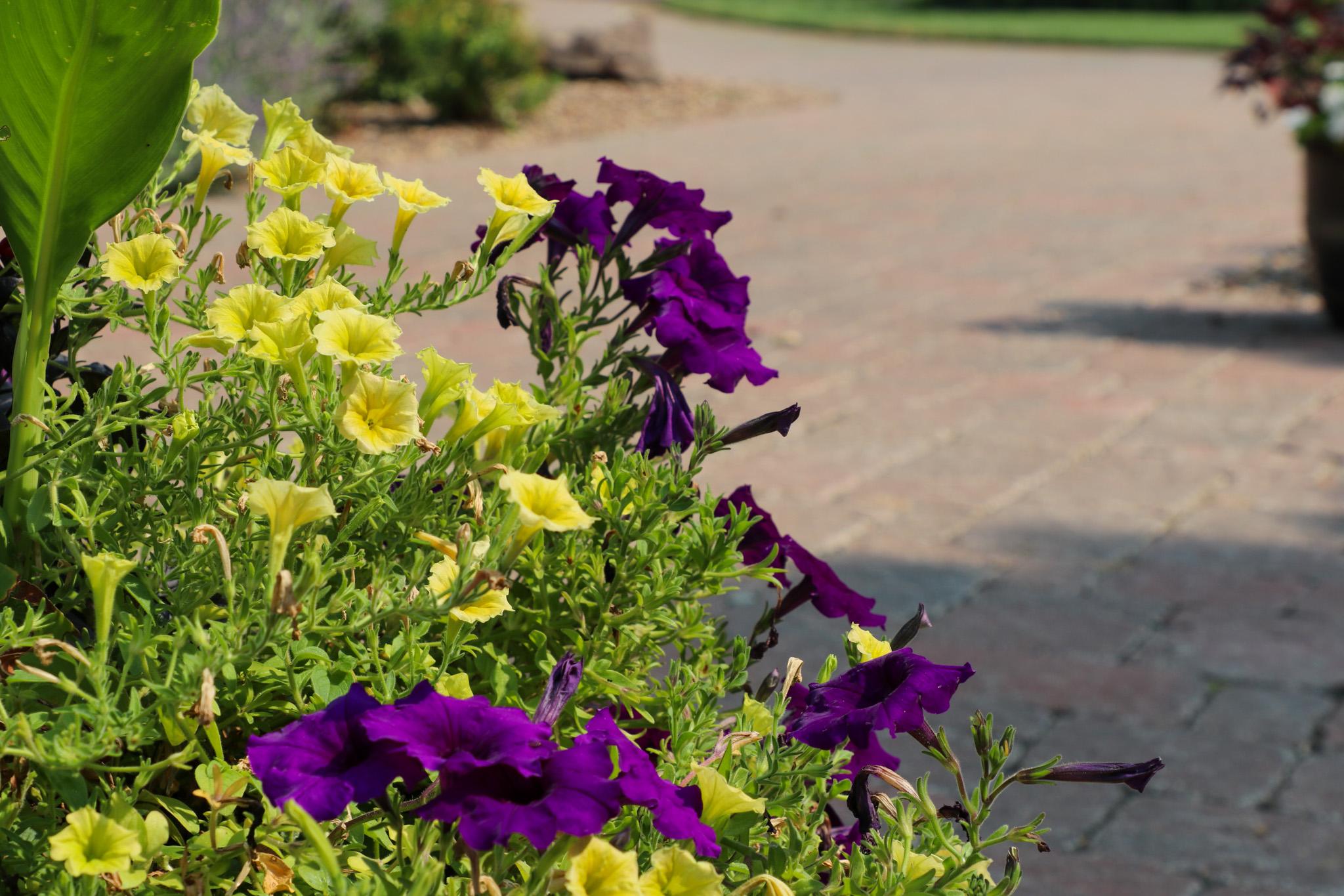 Purple and yellow flowers